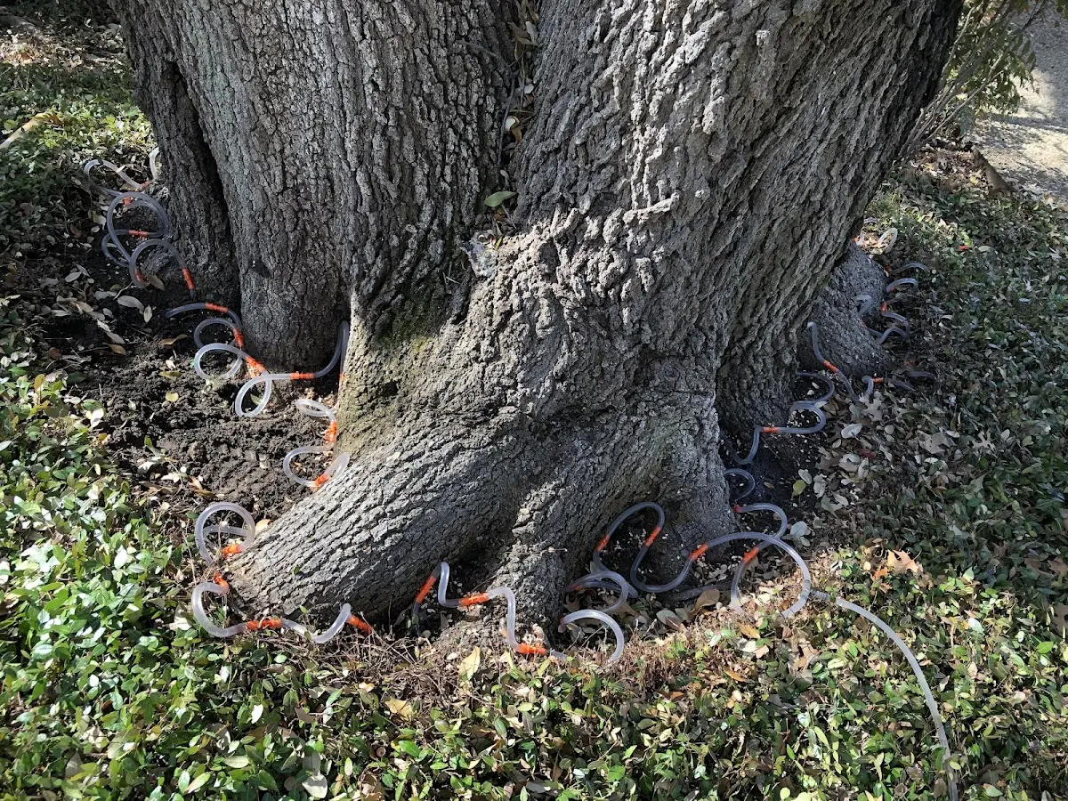 Detailed Tree Cabling and Bracing job site in Hollywood